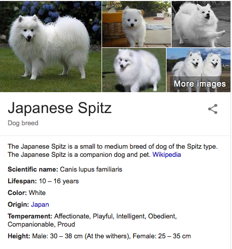 Japanese spitz hot sale names male